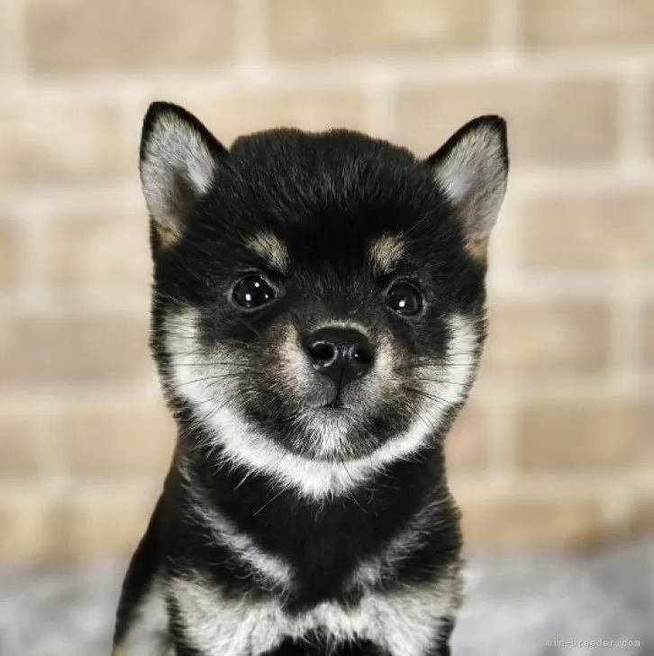 ゆう 様のお迎えした子犬