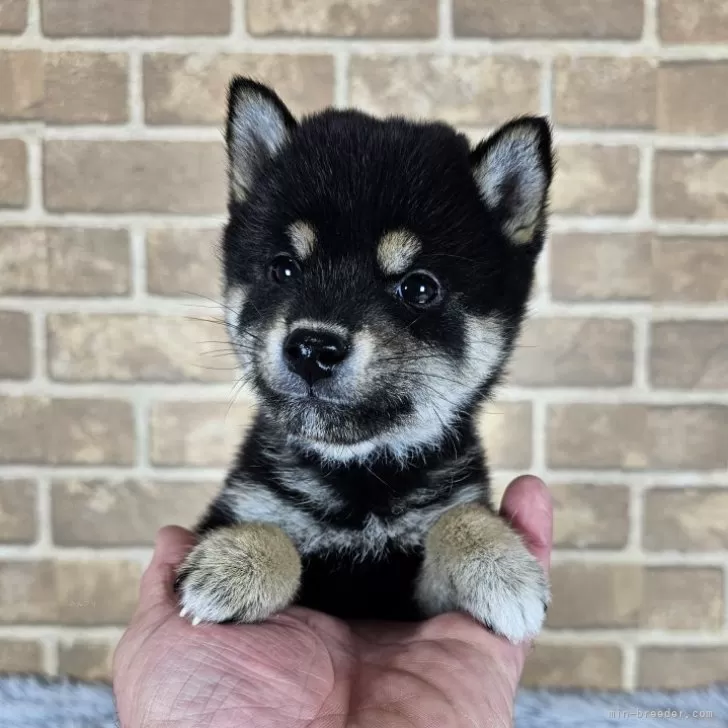 しょこたん 様のお迎えした子犬
