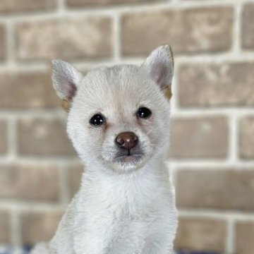 柴犬(豆柴)【和歌山県・女の子・2025年6月15日・白】の写真「✨️両親豆柴認定犬✨️小さな可愛い女の子🎵」