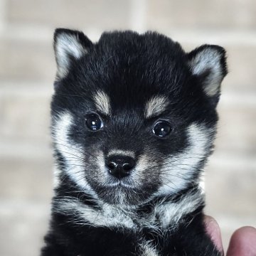 柴犬(豆柴)【和歌山県・男の子・2025年10月15日・黒】の写真「✨️両親豆柴認定犬✨️文句なしの可愛さ🎵」