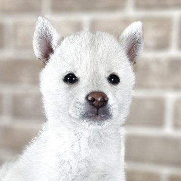 豆柴【和歌山県・男の子・2025年8月16日・白】の写真「✨️両親豆柴認定犬✨️小さな可愛い男の子🎵」