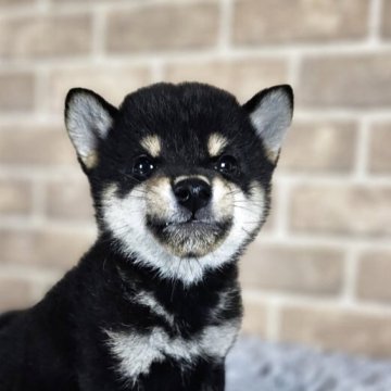 豆柴【和歌山県・男の子・2025年3月19日・黒】の写真「✨️両親豆柴認定犬✨️パパ似のイケメン君💕」