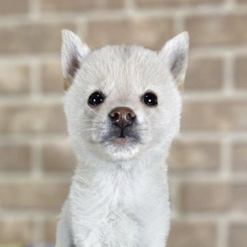 柴犬(豆柴)【和歌山県・男の子・2025年6月15日・白】の写真「✨️両親豆柴認定犬✨️小さな可愛い男の子🎵」