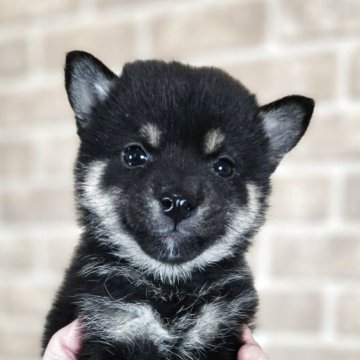 柴犬(豆柴)【和歌山県・女の子・2025年2月24日・黒】の写真「✨️両親豆柴認定犬✨️小さな可愛い女の子🎵」