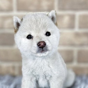 柴犬(豆柴)【和歌山県・女の子・2025年9月25日・白】の写真「✨️両親豆柴認定犬✨️小さな可愛い女の子🎵」