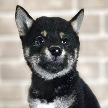 豆柴【和歌山県・女の子・2025年8月16日・黒】の写真「✨️両親豆柴認定犬✨️小さな可愛い女の子🎵」