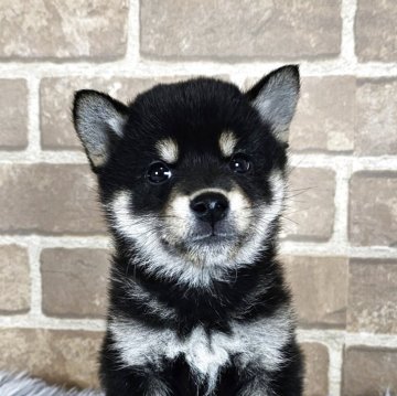 柴犬(豆柴)【和歌山県・男の子・2025年3月11日・黒】の写真「✨️両親豆柴認定犬✨️小さな可愛い男の子🎵」