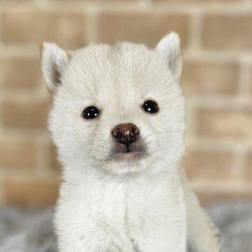 柴犬(豆柴)【和歌山県・男の子・2025年7月24日・白】の写真「✨️両親豆柴認定犬✨️小さな可愛い男の子🎵」