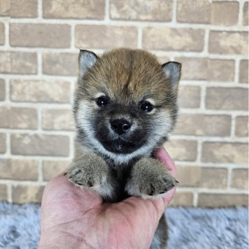 柴犬(豆柴)【和歌山県・男の子・2024年12月1日・赤】の写真「✨️両親豆柴認定犬✨️小さな可愛い男の子🎵」