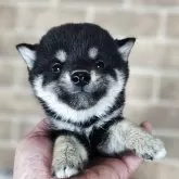 柴犬(標準サイズ)