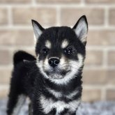 柴犬(豆柴)
