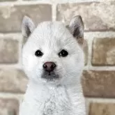 豆柴