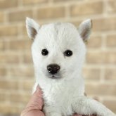 柴犬(豆柴)