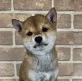 豆柴【和歌山県・女の子・2024年10月4日・赤】の写真1