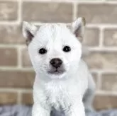 豆柴