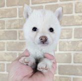 柴犬(豆柴)