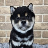 柴犬(標準サイズ)