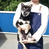豆柴【和歌山県・男の子・2024年10月12日・黒】の写真2
