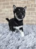 柴犬(標準サイズ)【和歌山県・男の子・2025年6月3日・黒】の写真3