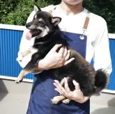 豆柴【和歌山県・男の子・2024年10月12日・黒】の写真3