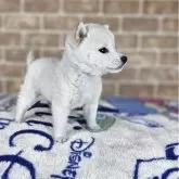 豆柴【和歌山県・女の子・2025年10月15日・白】の写真4