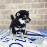 柴犬(標準サイズ)【和歌山県・女の子・2025年10月17日・黒】の写真4