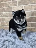 柴犬(標準サイズ)【和歌山県・男の子・2024年12月24日・黒】の写真4