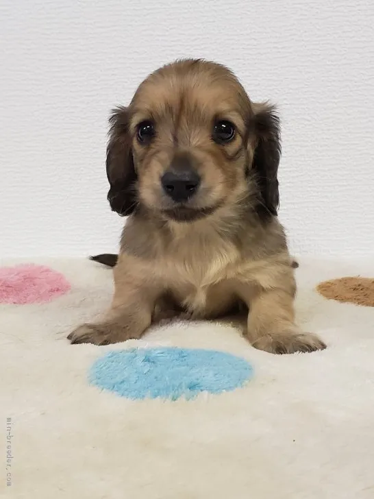 ID：2001-02285の子犬