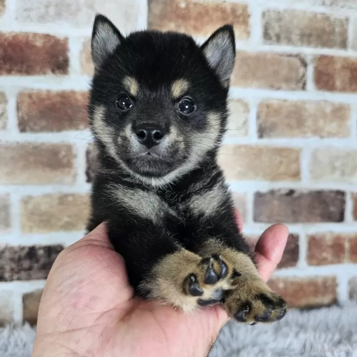 ID：2408-00152の子犬