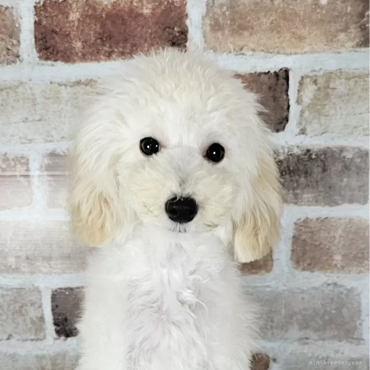 ID:2405-02094の子犬