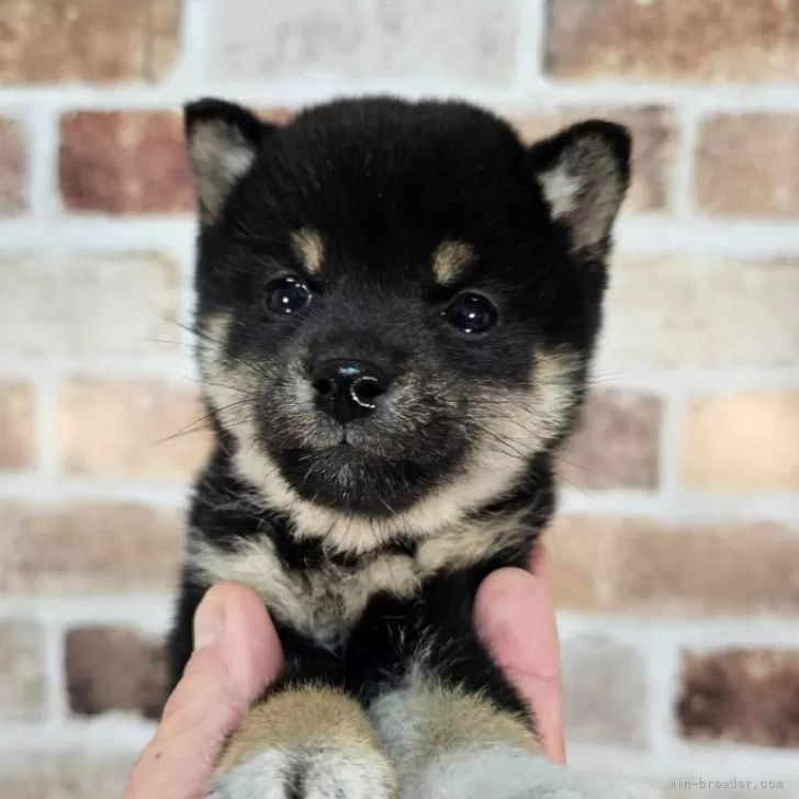 ID:2402-05343の子犬