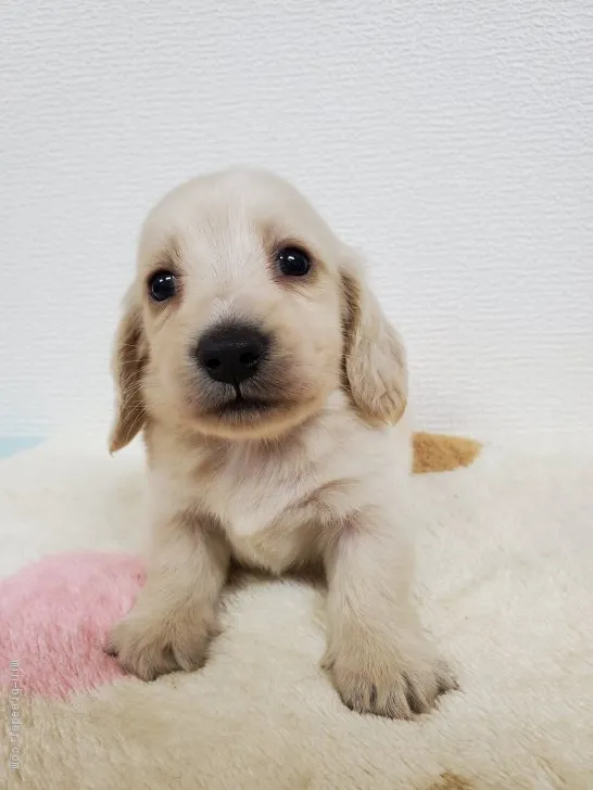 ID：2009-02041の子犬