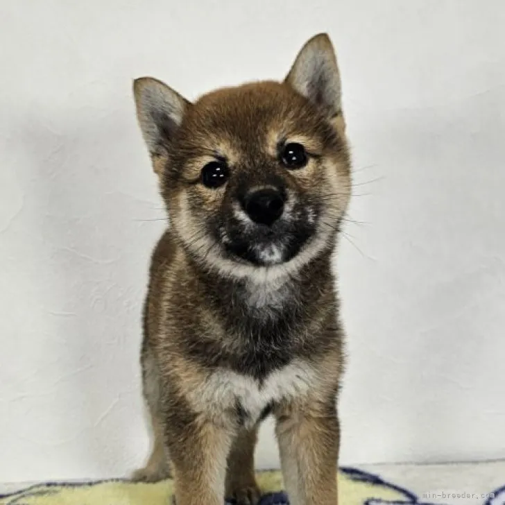 ID：2309-05106の子犬