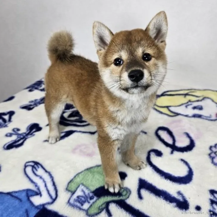 ID:2309-05105の子犬