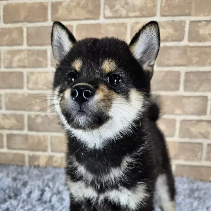 ID：2410-01085の子犬