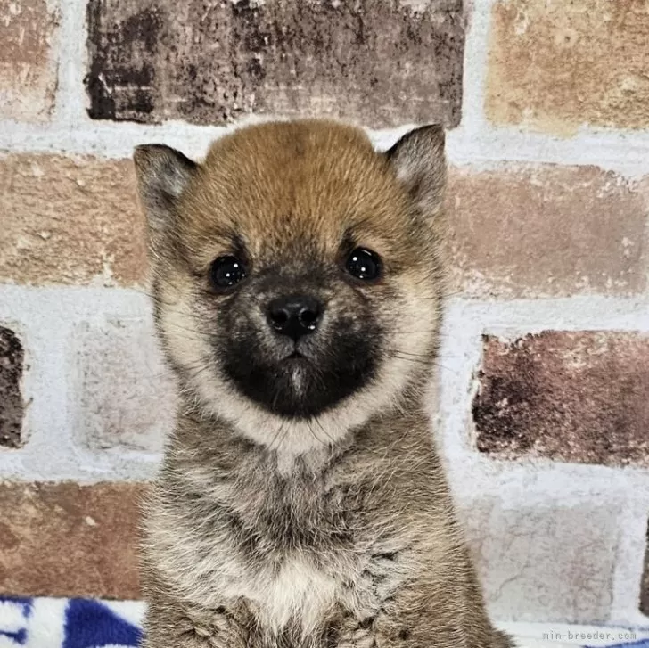 ID：2402-05607の子犬