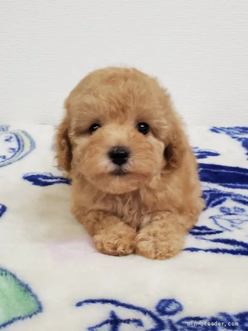 ID：2108-01297の子犬