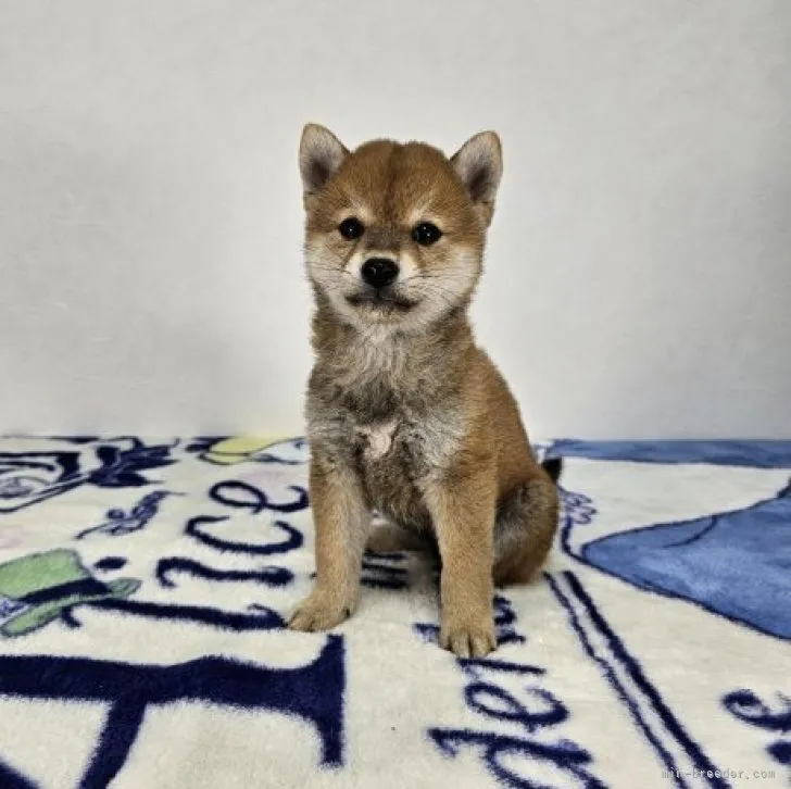 ID:2310-04859の子犬
