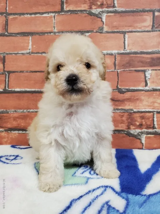 ID：2111-04201の子犬