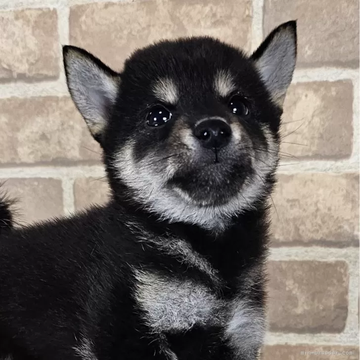 ID:2410-01090の子犬