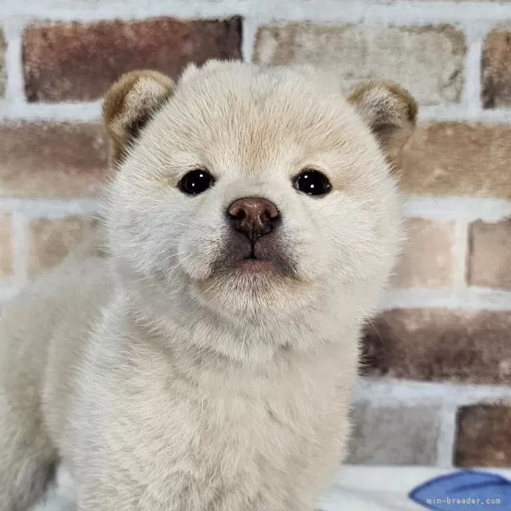 ID：2402-05349の子犬