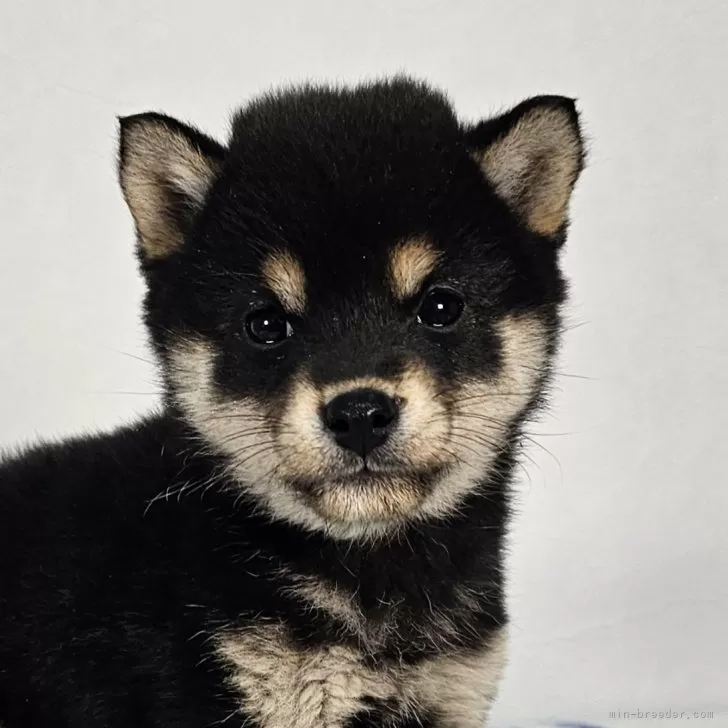 ID:2312-04888の子犬