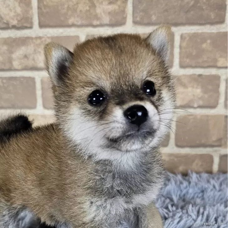 R.K 様のお迎えした子犬