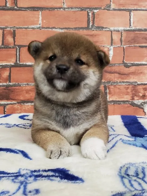 ID：2106-03353の子犬
