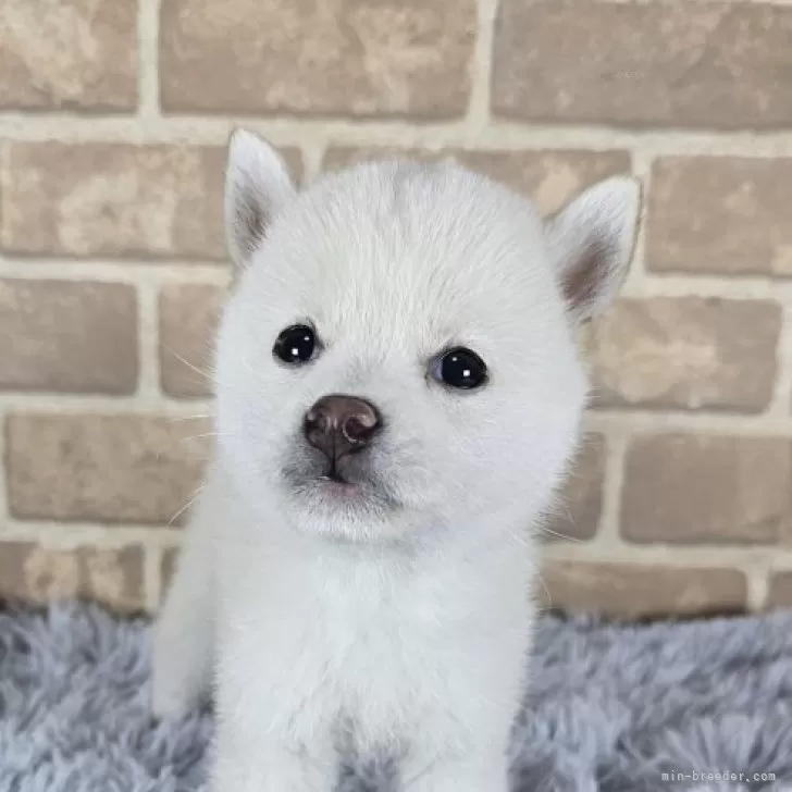 S.M 様のお迎えした子犬