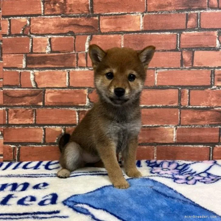 ID:2210-02323の子犬