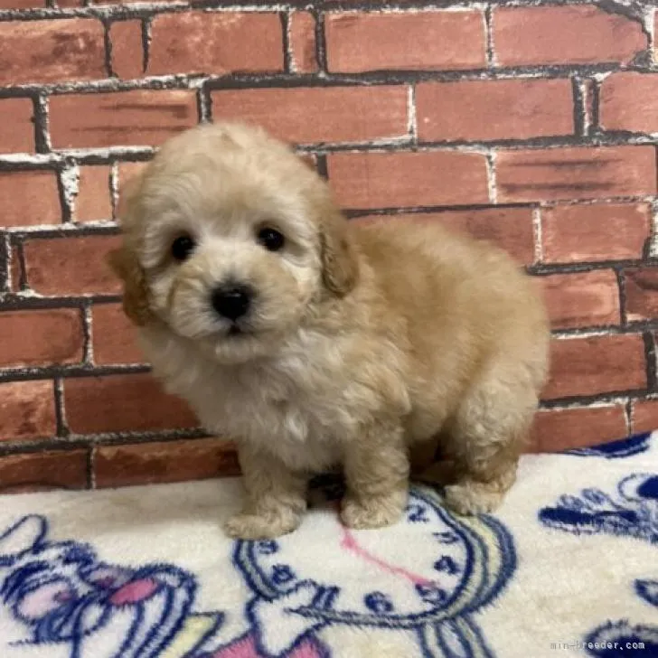 ID：2208-02286の子犬