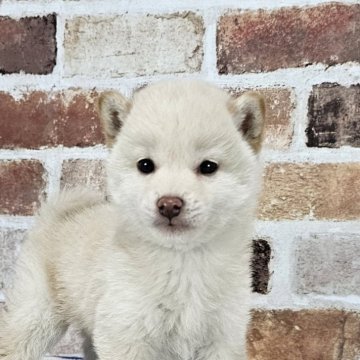柴犬(豆柴)【和歌山県・男の子・2023年11月12日・白】の写真「✨️両親豆柴認定犬✨️小さなかわいい男の子🎵」