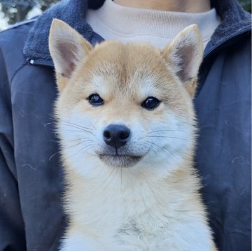 柴犬(豆柴)【和歌山県・男の子・2023年9月2日・赤】の写真「✨️両親豆柴認定犬✨️小さな可愛い男の子🎵」