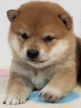 柴犬(豆柴)【和歌山県・男の子・2019年12月20日・赤】の写真「✨パパママ豆柴認定犬✨」